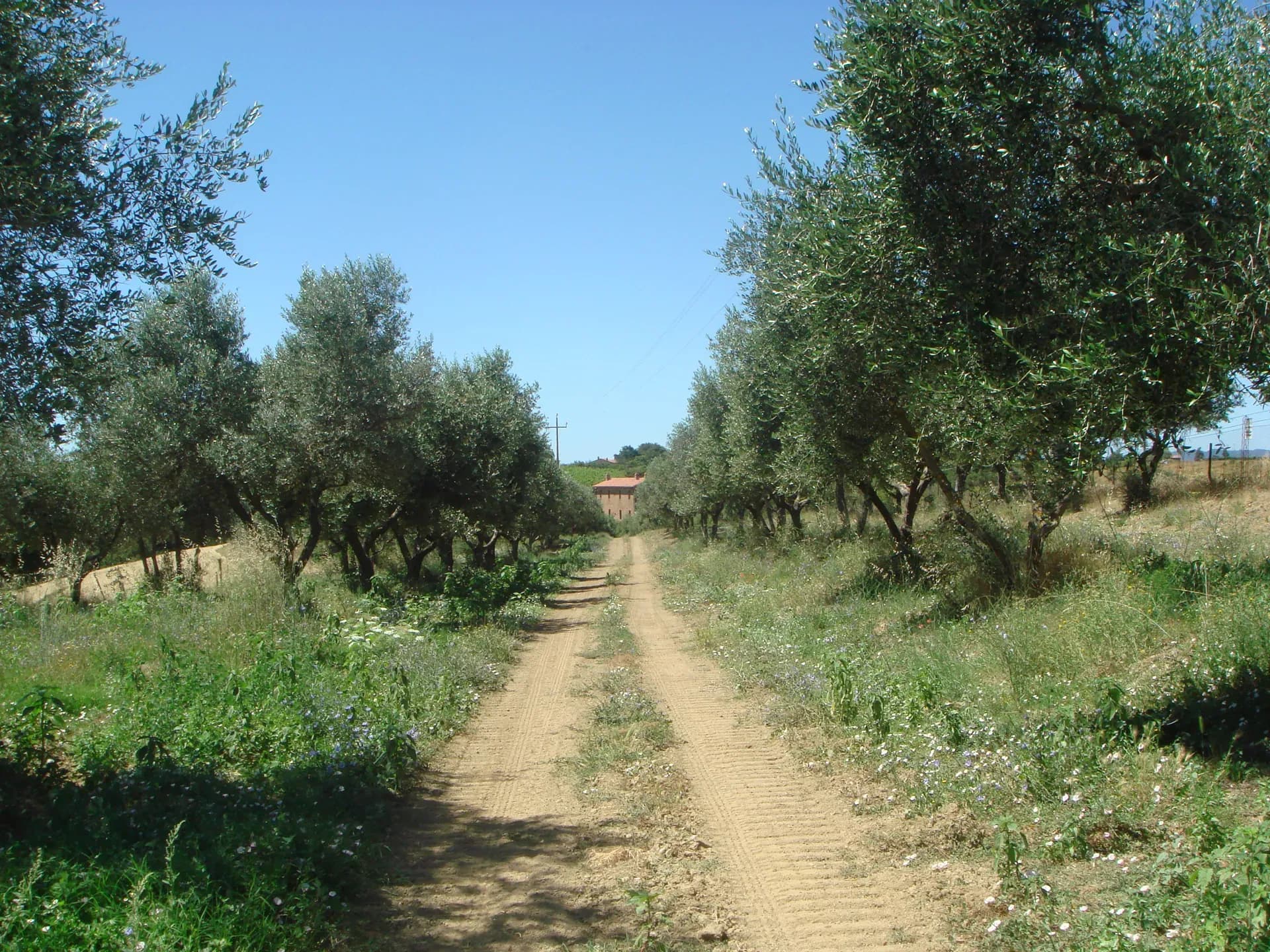 Olio — vista 2