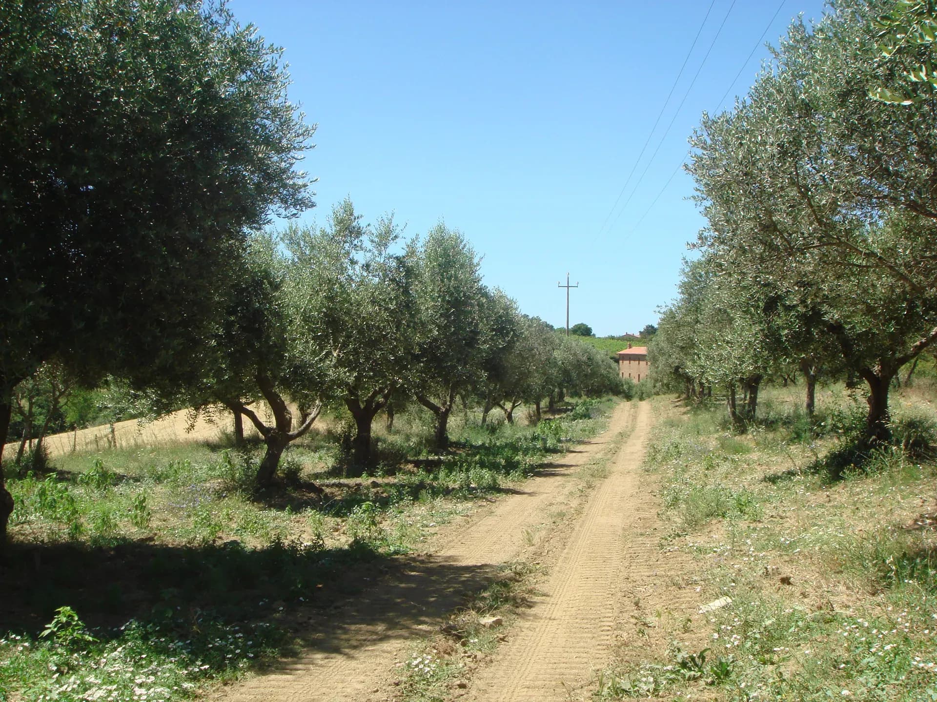 Olio — vista 3