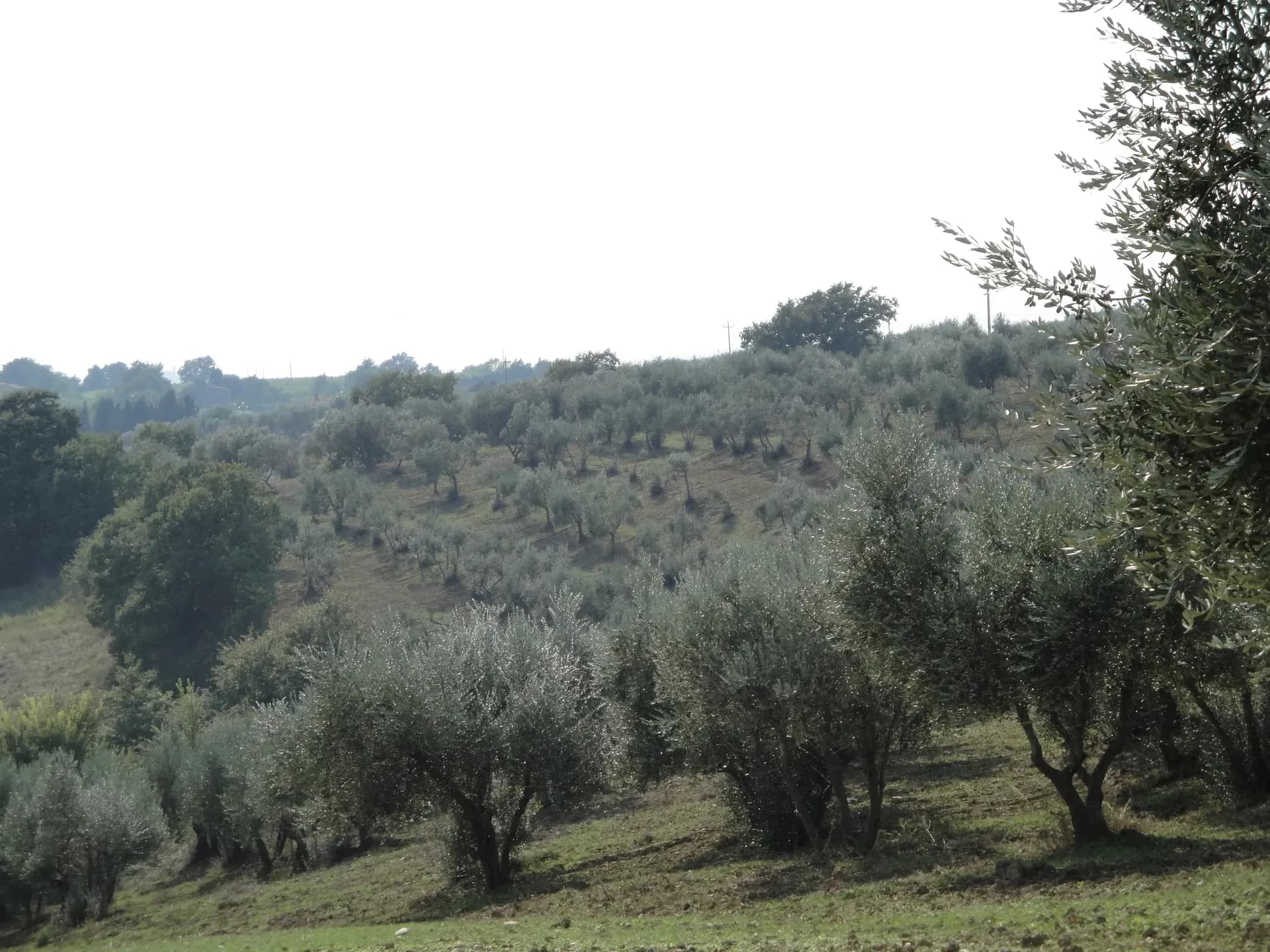 Olio — vista 4