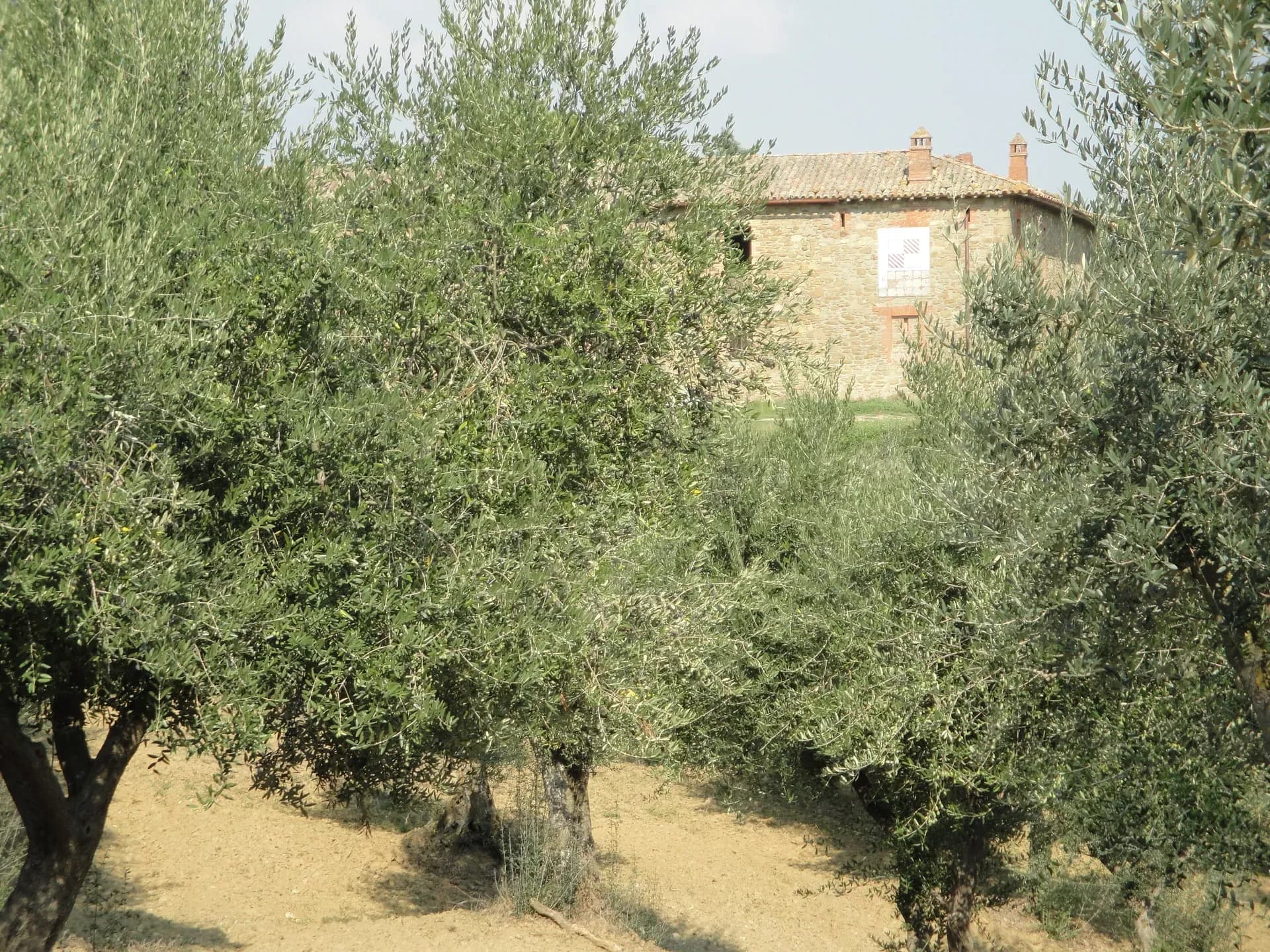 Olio — vista 5