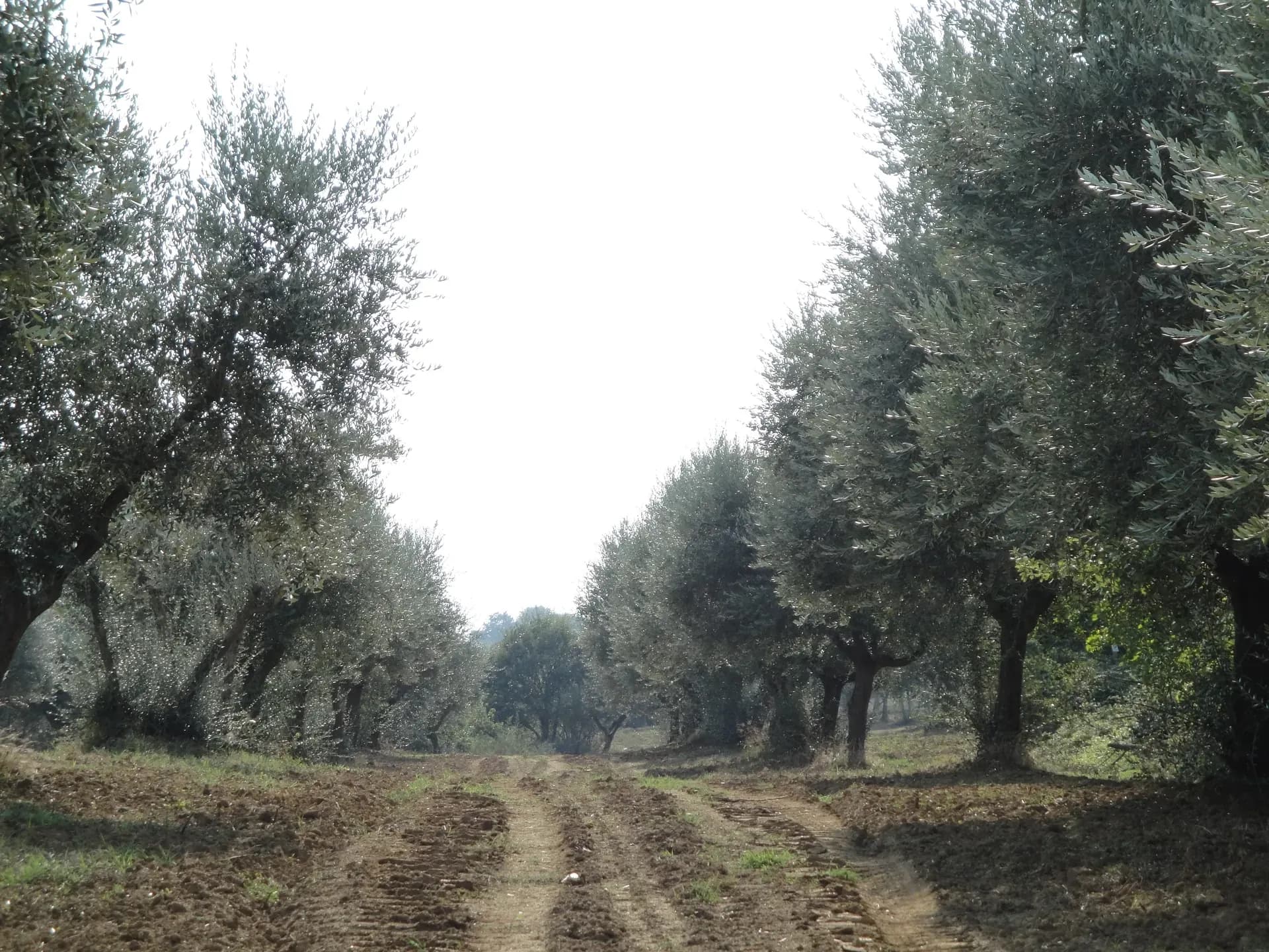 Olio — vista 6