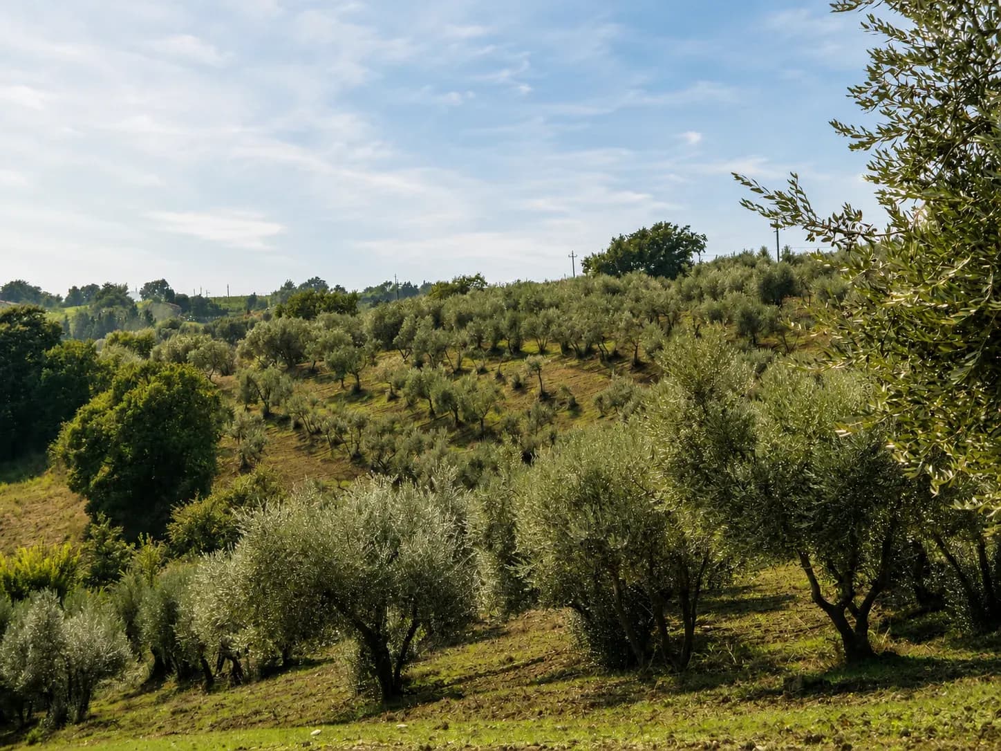 Olio — vista 8