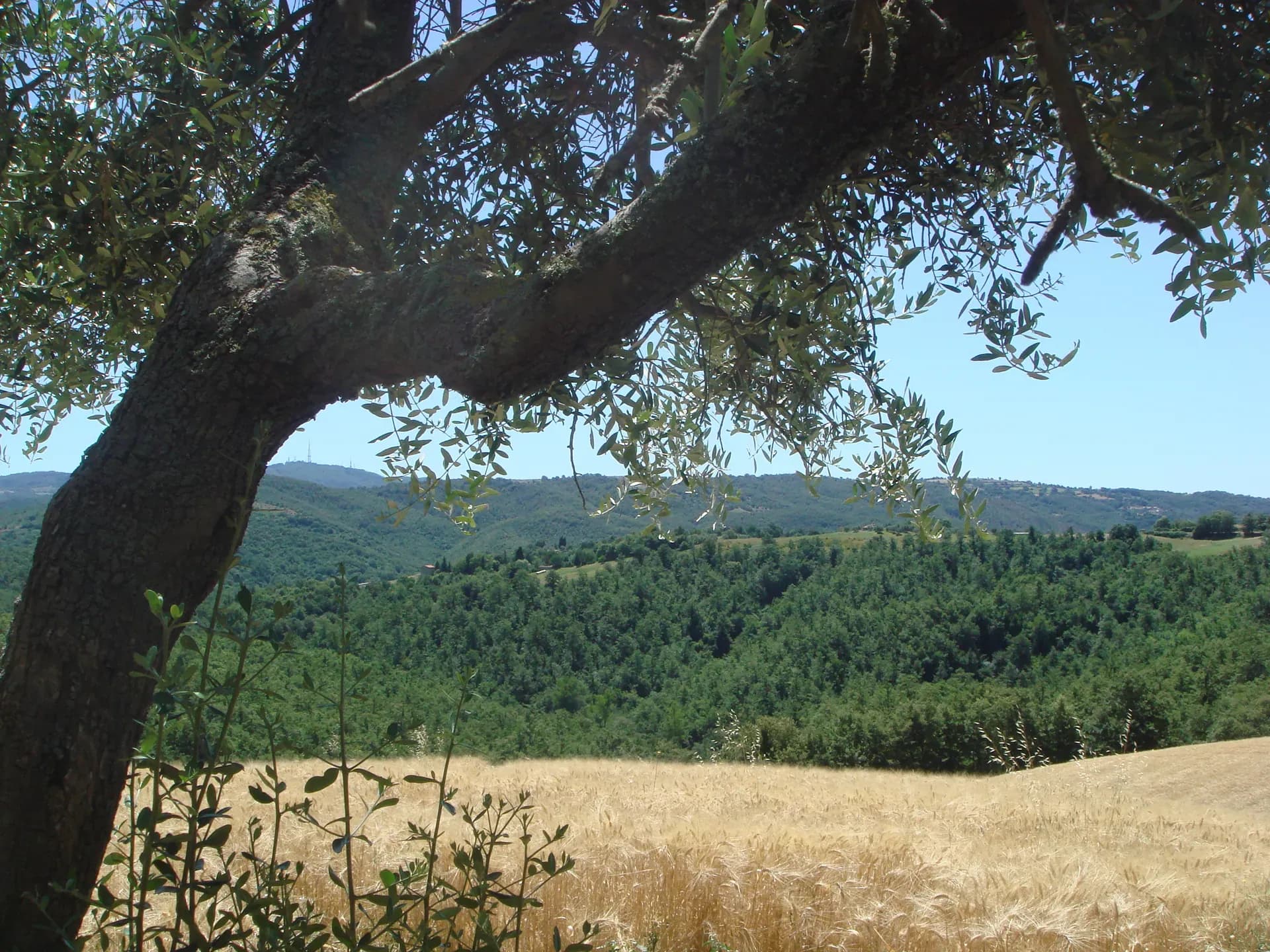 Tenuta — vista 13