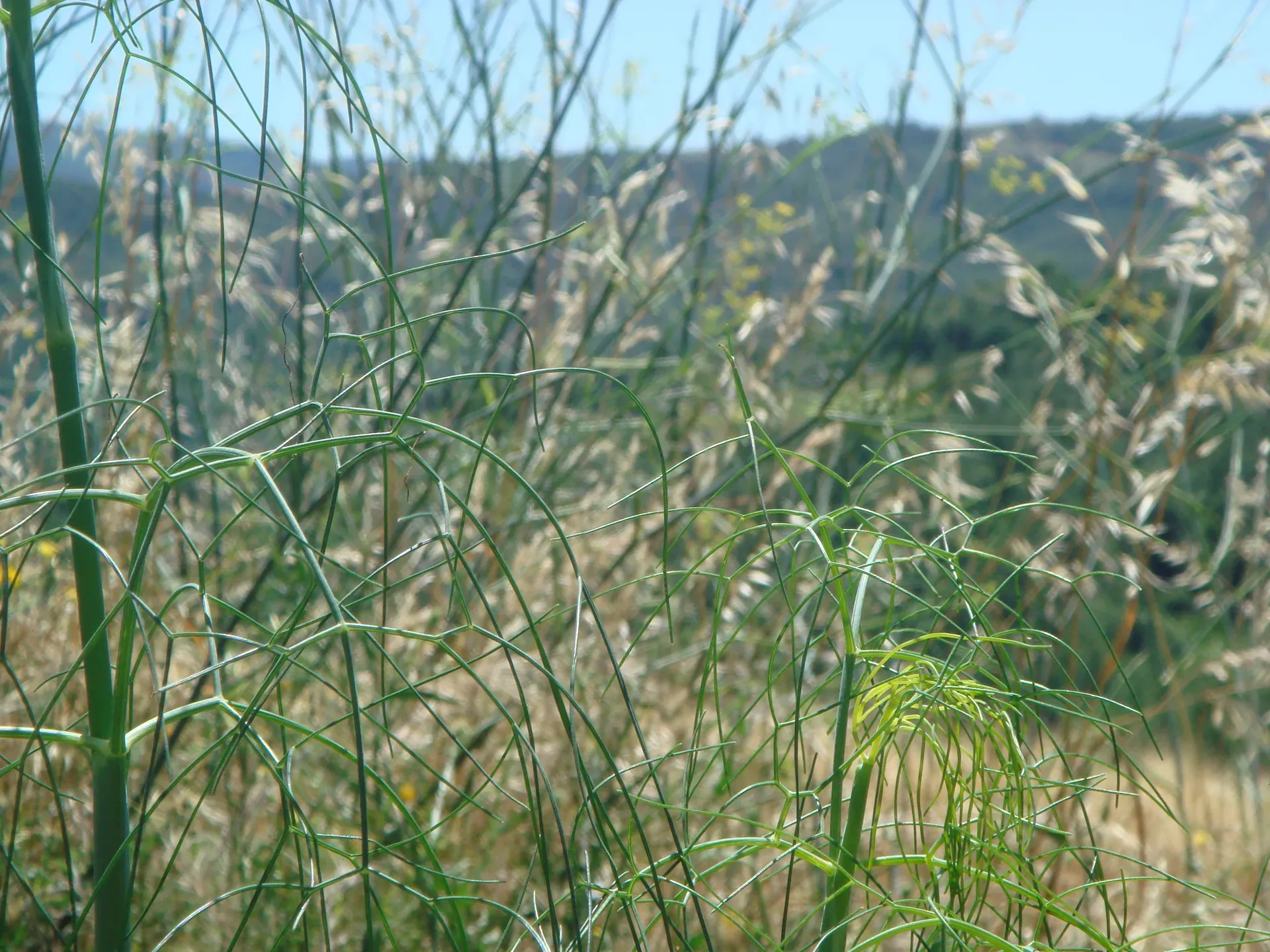Tenuta — vista 16