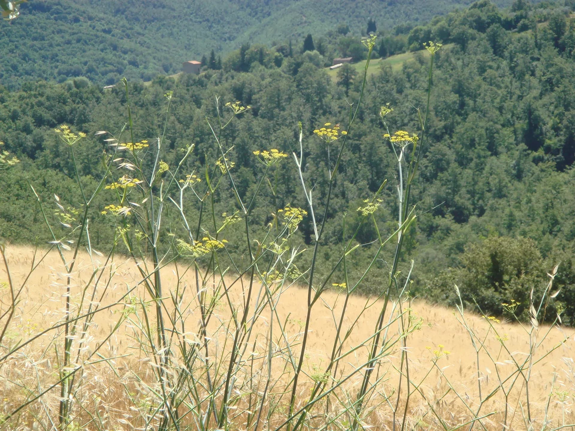 Tenuta — vista 17
