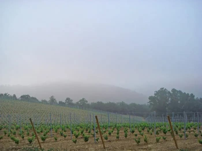 Cantina & Vigneti — vista 1
