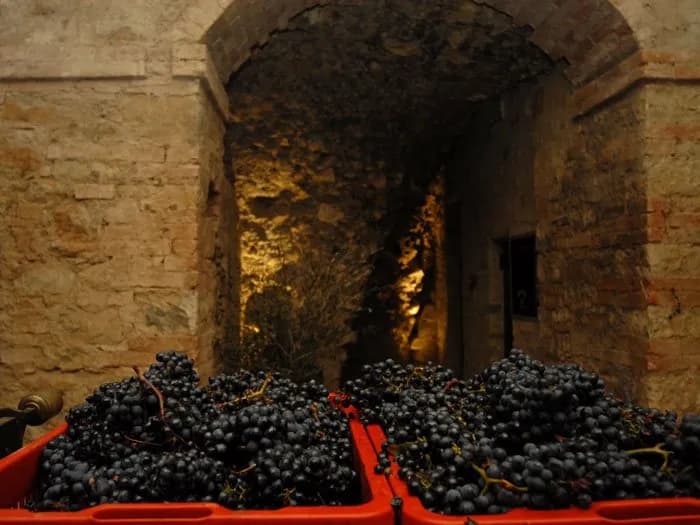 Cantina & Vigneti — vista 7