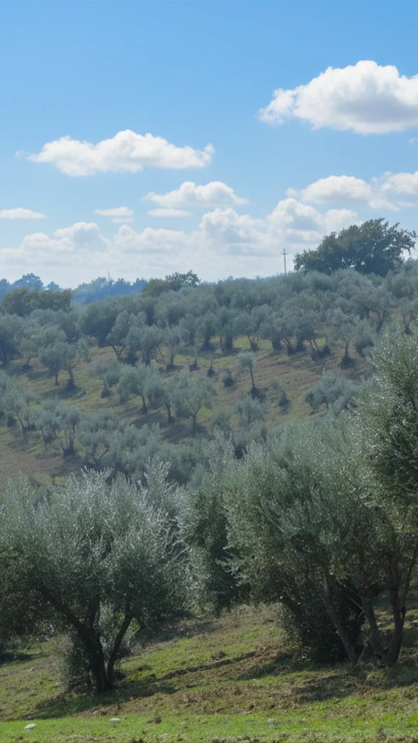 Oliveto del Principato di Parrano sulle colline del Monte Peglia