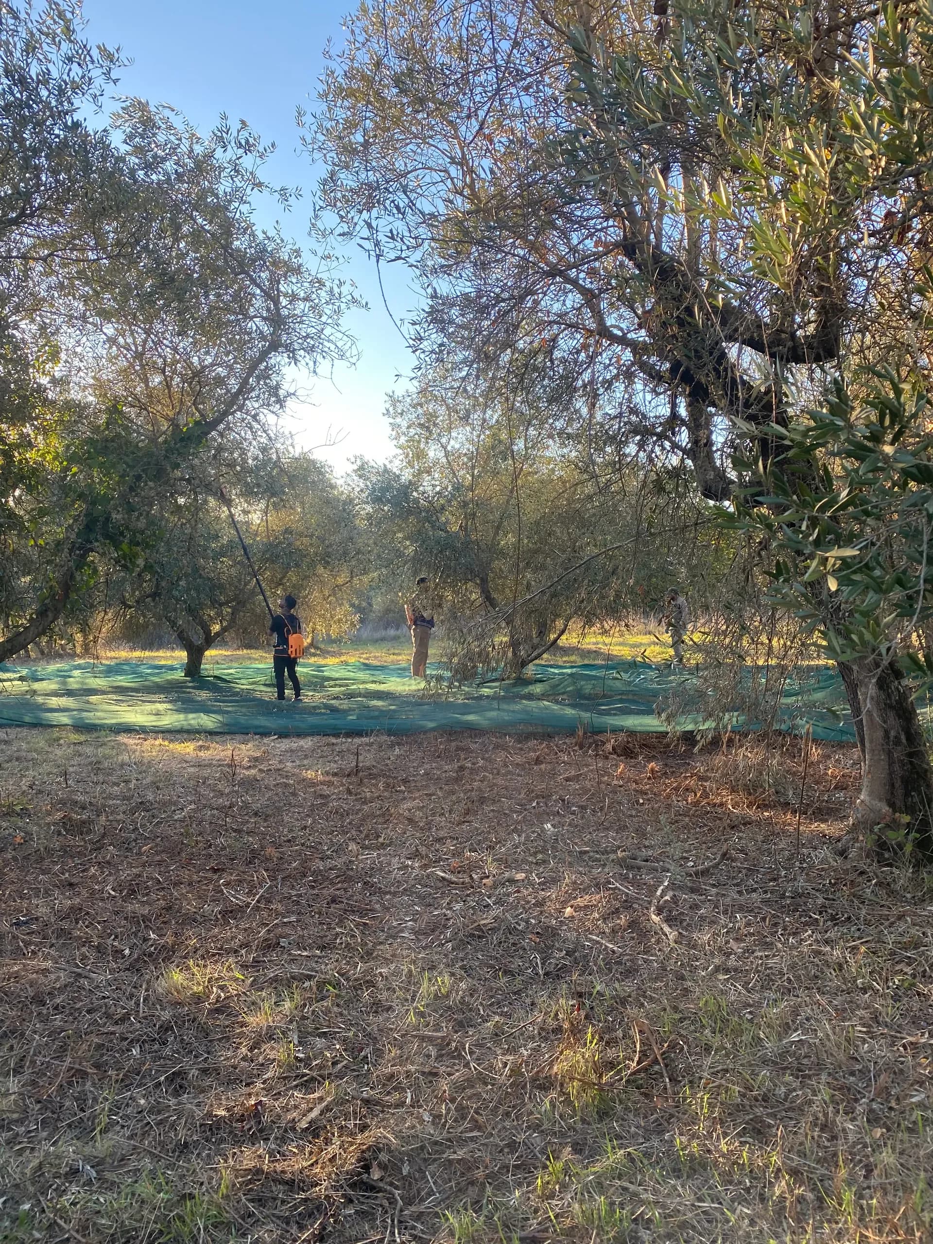 Raccolta delle olive al Principato di Parrano