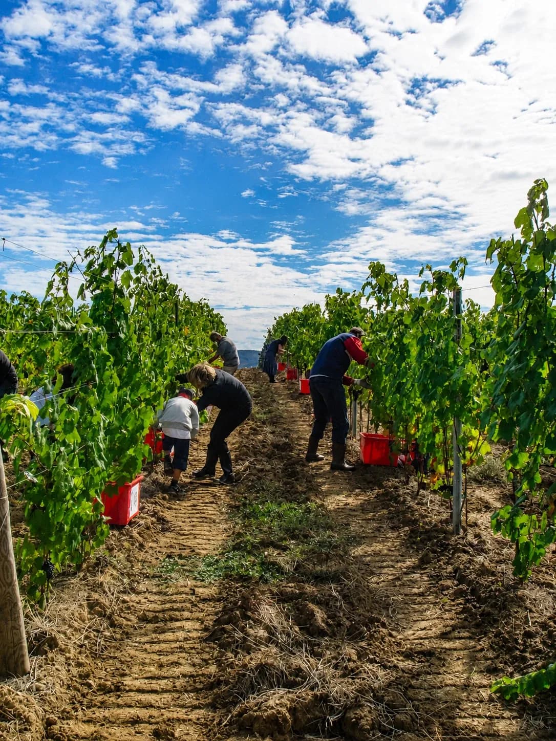 Agri-experience in tenuta