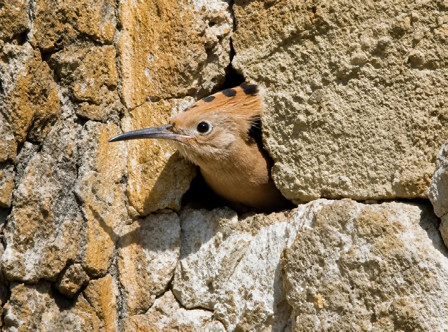 Birdwatching — upupa nella tenuta