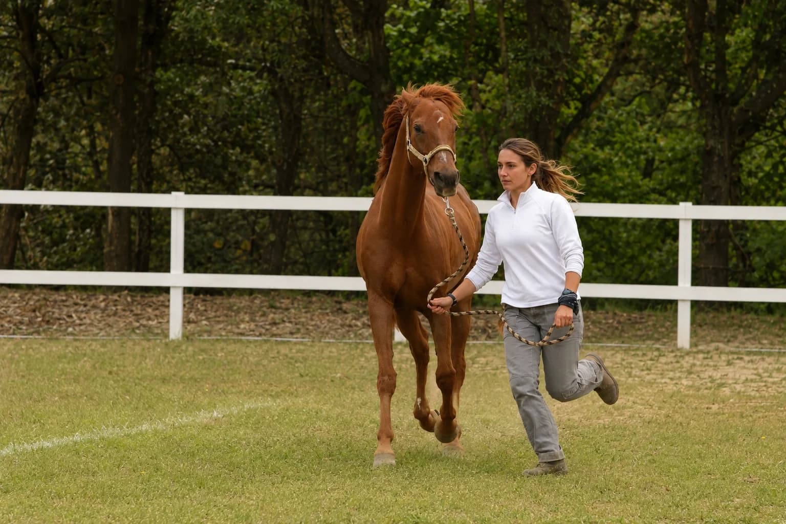 Horse breeding at Principato di Parrano