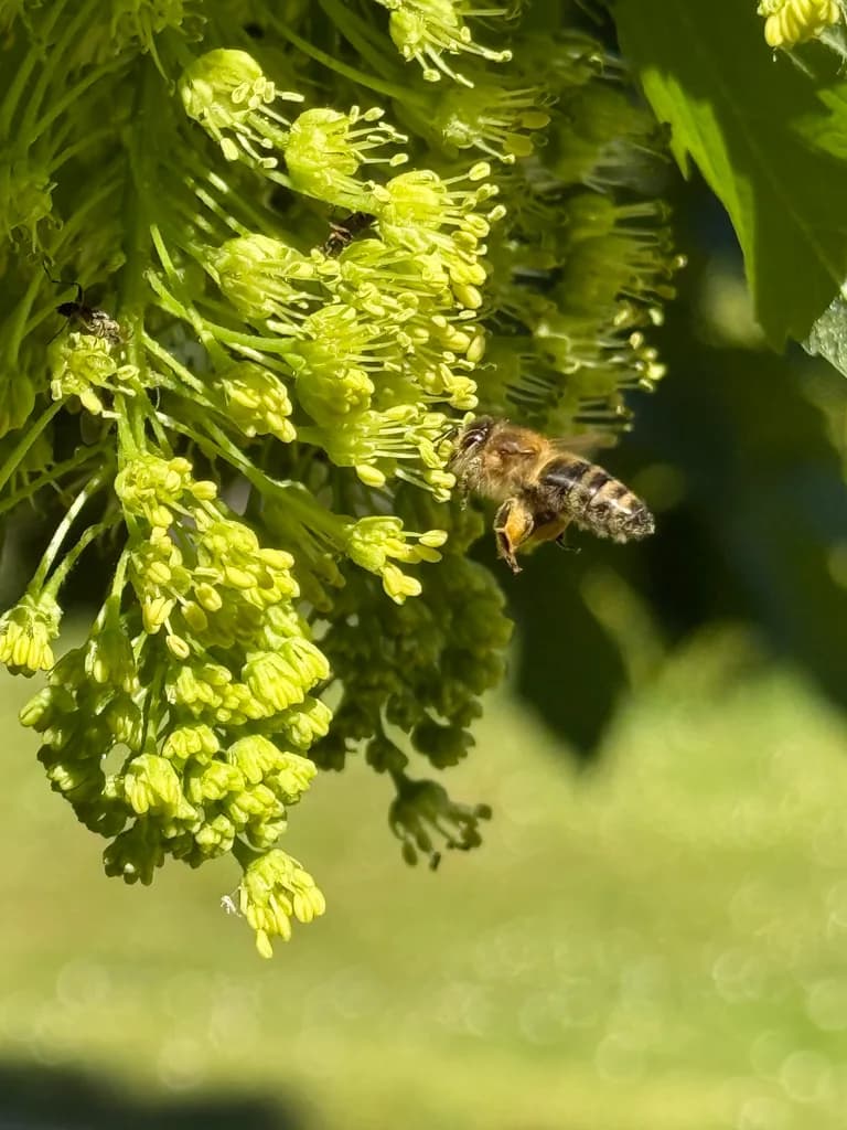 The honey of the Principato di Parrano, from the Umbrian woodland