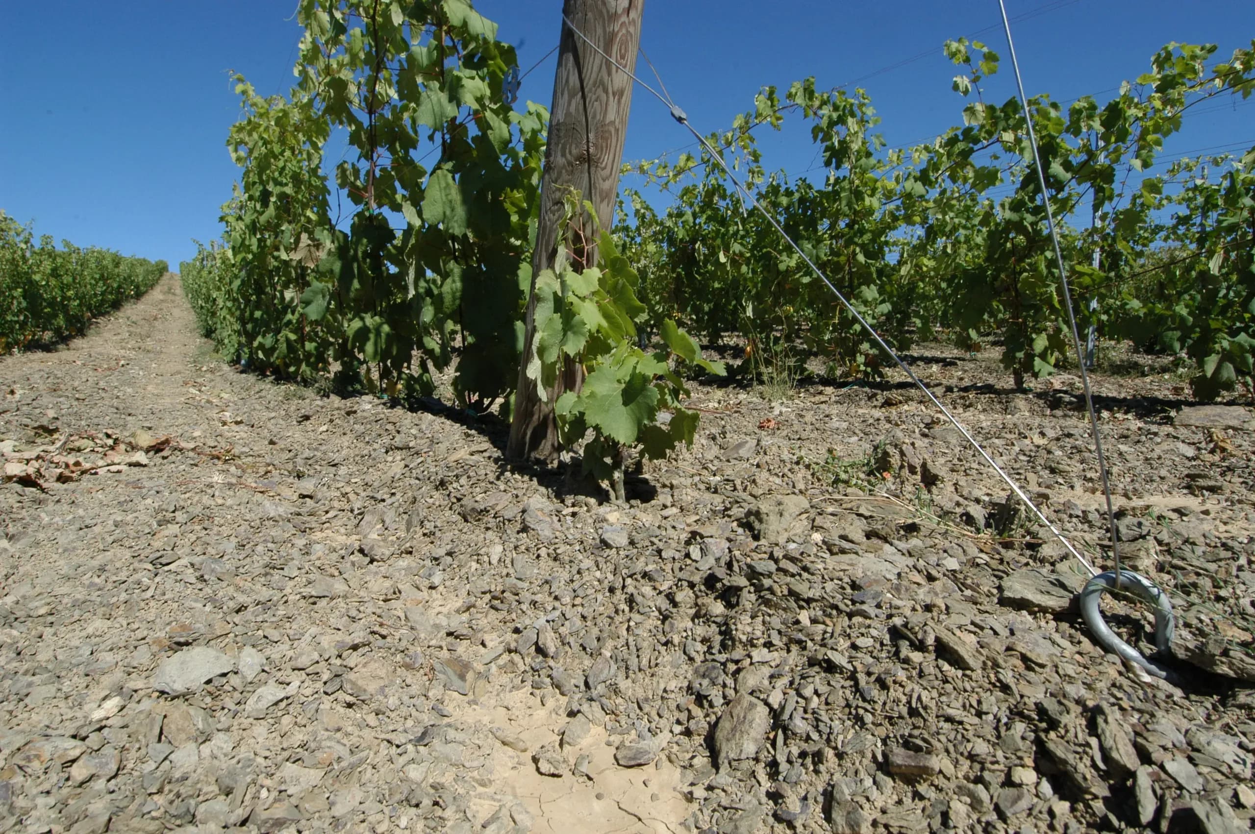 Il terreno dei vigneti del Principato di Parrano