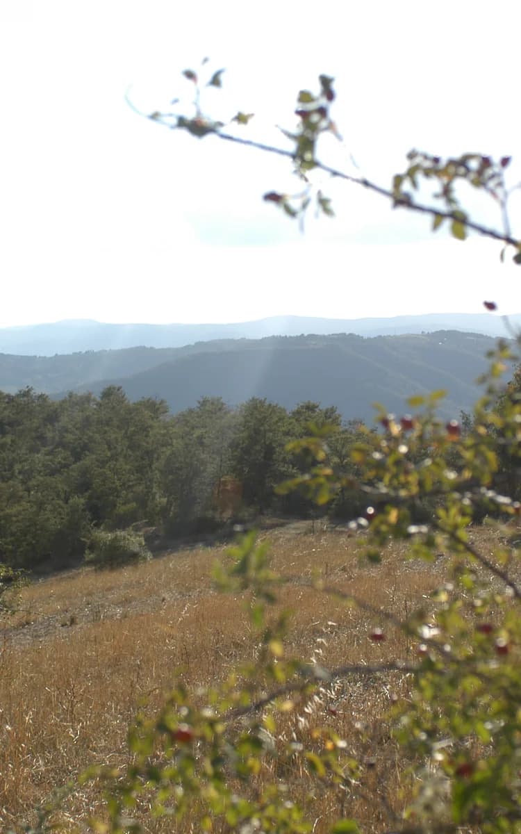 Truffles of Principato di Parrano — the hidden treasure among the oaks
